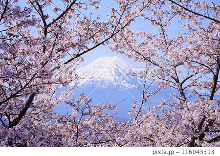 日本 山梨県 新倉山浅間公園 春の桜 富士山 日本 山梨県 新倉山浅間公園 春の桜 富士山 116043313