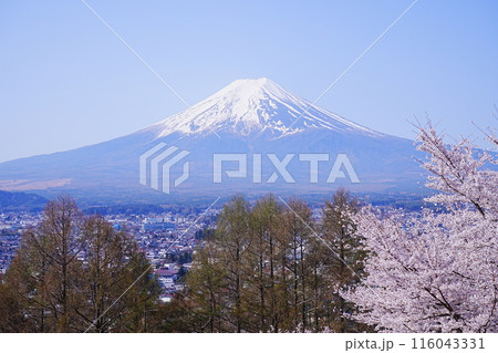日本 山梨県 新倉山浅間公園 春の桜 富士山 116043331