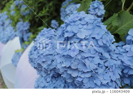 青い紫陽花 青い紫陽花 116043409