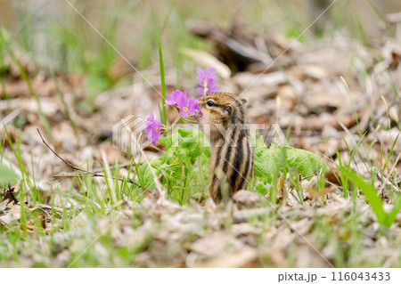 地面でサクラソウを食べるエゾシマリス 116043433