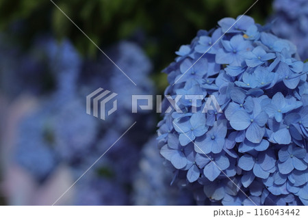 青いい紫陽花のクローズアップ 116043442