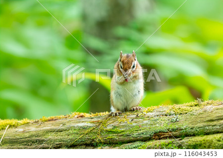 木の上で立ち上がり毛繕いするエゾシマリス 116043453