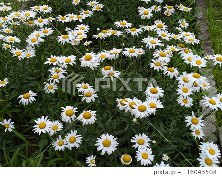 初夏の公園に咲く白いフランスギクの花 初夏の公園に咲く白いフランスギクの花 116043508