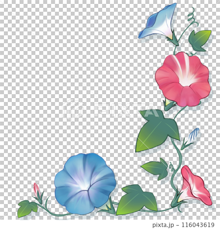 A corner material made of cool and vibrant morning glory 116043619
