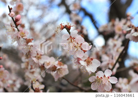 春の訪れを告げる梅の花 116043661