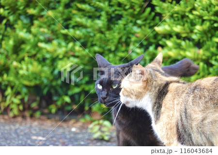 猫 仲良し 猫 仲良し 116043684