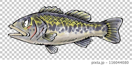Black Bass 116044080