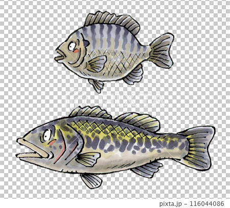 黑鱸和翻車魚 116044086