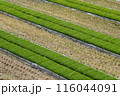 Rows of plants in a rice paddy 116044091