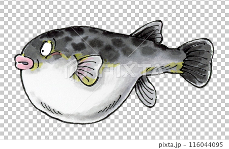 河豚魚 河豚魚 116044095