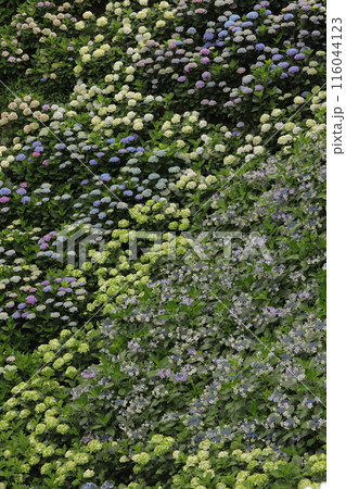 一面に咲く紫陽花 一面に咲く紫陽花 116044123