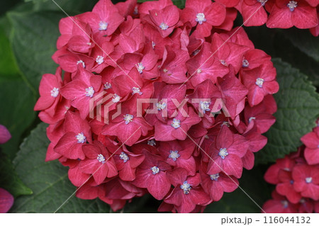 赤い紫陽花 116044132