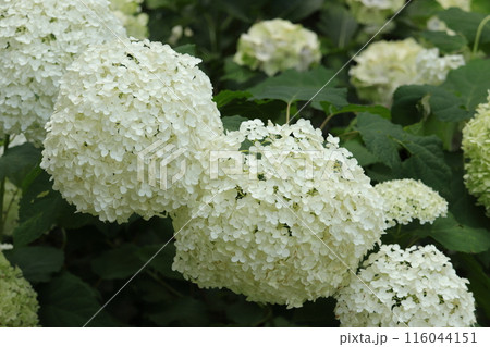 白いアジサイ 116044151