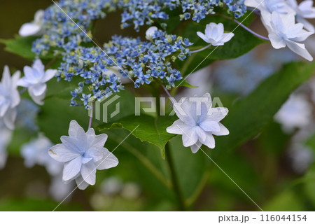 あじさい あじさい 116044154