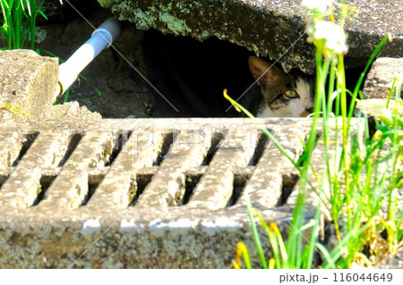 逃げ隠れ警戒する野良猫 116044649