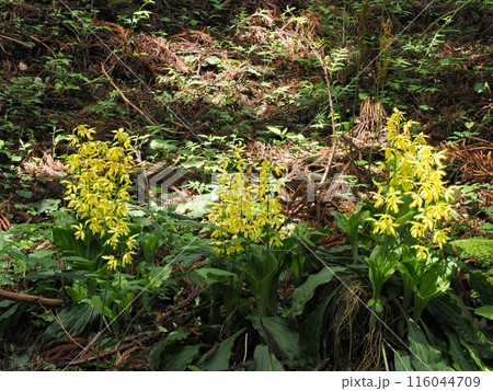 キエビネのある風景 キエビネのある風景 116044709
