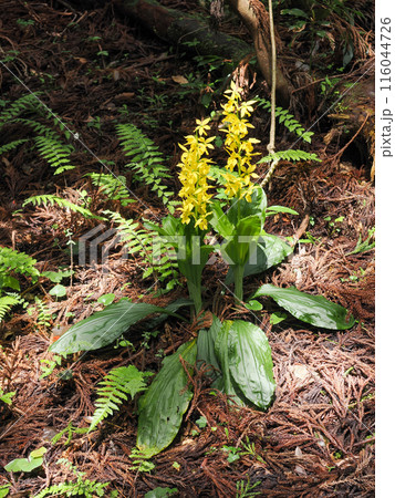 キエビネのある風景 キエビネのある風景 116044726