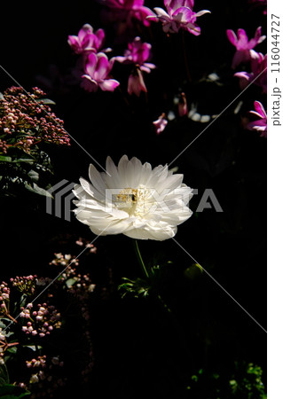 白い花 白い花 116044727