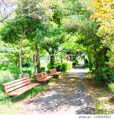 谷津干潟公園 の 自然豊か な 遊歩道 【 森 の トンネル の 散歩道 】 谷津干潟公園 の 自然豊か な 遊歩道 【 森 の トンネル の 散歩道 】 116044801