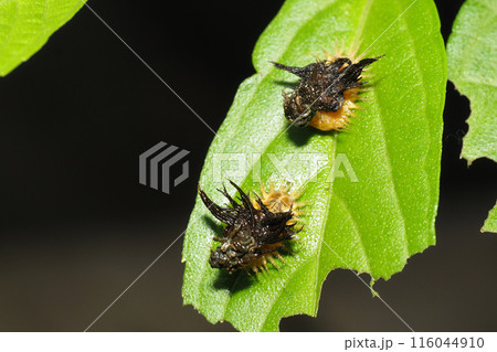 イチモンジカメノコハムシの幼虫 イチモンジカメノコハムシの幼虫 116044910