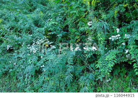 土手の斜面に咲く野菊 【相模原市津久井 10月】 土手の斜面に咲く野菊 【相模原市津久井 10月】 116044915