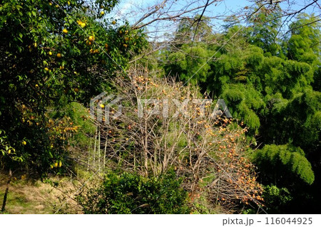 秋の味覚の里　【相模原市津久井　11月】 116044925