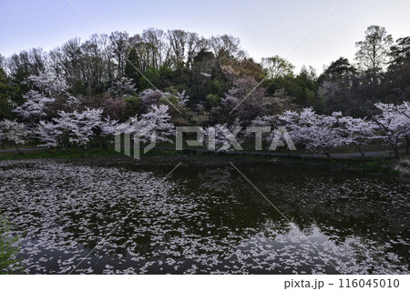 桜満開の卯辰山 116045010