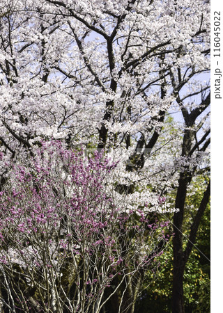 桜満開の卯辰山 桜満開の卯辰山 116045022