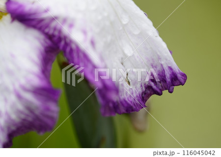 花菖蒲 116045042