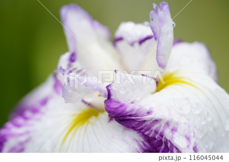 花菖蒲 116045044