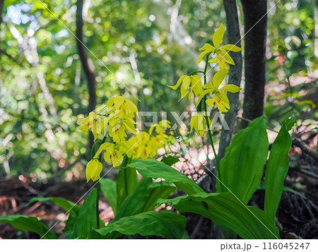 キエビネのある風景 キエビネのある風景 116045247