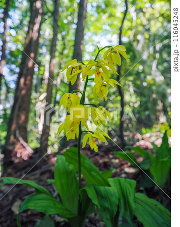 キエビネのある風景 116045248