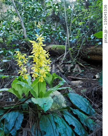 キエビネのある風景 116045336