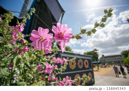 デンマーク・コペンハーゲンの初夏 可憐なモクアオイ デンマーク・コペンハーゲンの初夏 可憐なモクアオイ 116045343