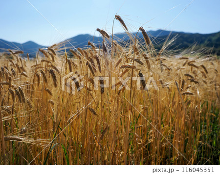 麦秋の風景 116045351