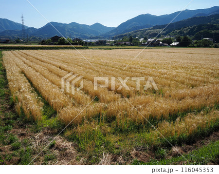 麦秋の風景 116045353