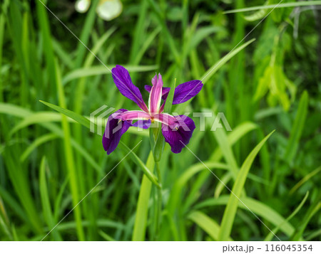 ハナショウブ（花菖蒲）のある風景 116045354