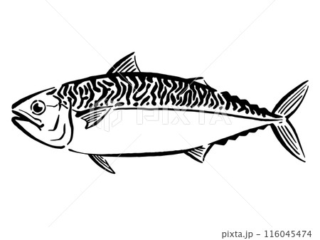 鯖の手書き線画イラスト 116045474