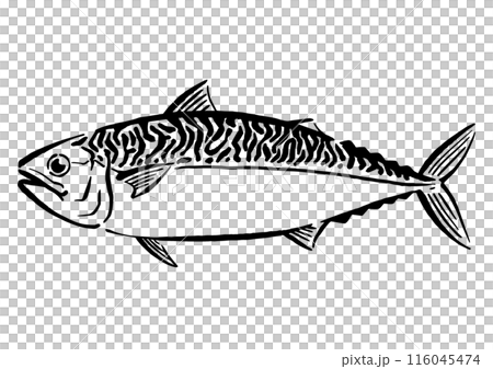 鯖の手書き線画イラスト 116045474