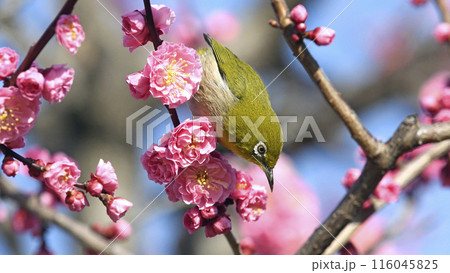満開の紅梅にメジロさん ( 春イメージ ) 満開の紅梅にメジロさん ( 春イメージ ) 116045825