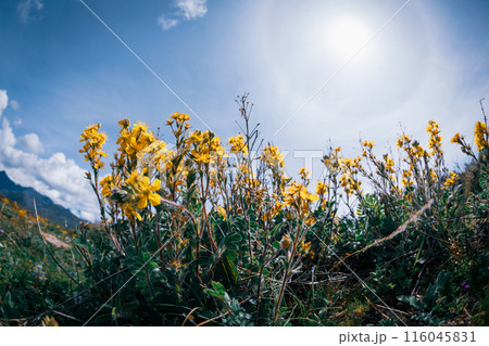 Wild flowers blooming in high altitude grassland Wild flowers blooming in high altitude grassland 116045831