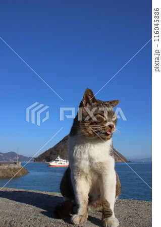 瀬戸内海の島の猫・堤防の上でくつろぐ猫【香川県・佐柳島】 瀬戸内海の島の猫・堤防の上でくつろぐ猫【香川県・佐柳島】 116045886