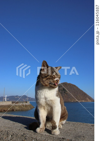 瀬戸内海の島の猫・堤防の上でくつろぐ猫【香川県・佐柳島】 瀬戸内海の島の猫・堤防の上でくつろぐ猫【香川県・佐柳島】 116045887
