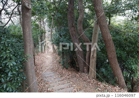川崎市多摩区と稲城市の境の丘陵にある、多摩自然遊歩道の小沢城址への道 116046097