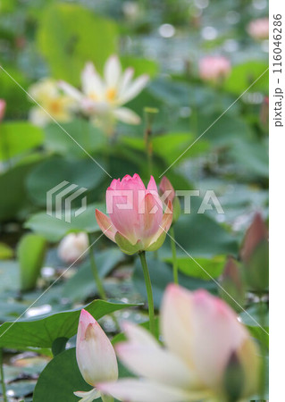蓮の花 蓮の花 116046286