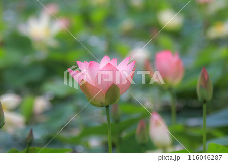 蓮の花 116046287