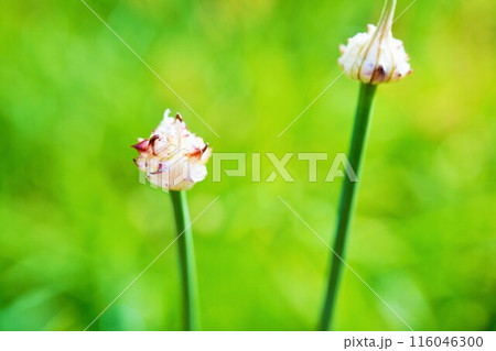 屋外で育つノビルのピンクがかった白い花芽、花が咲く前 116046300