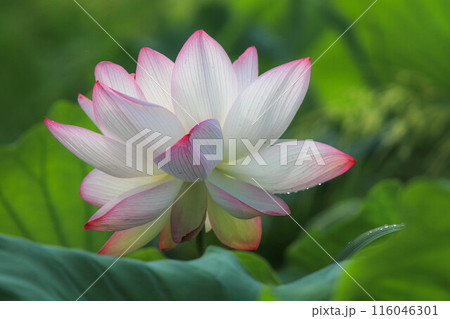 蓮の花 蓮の花 116046301