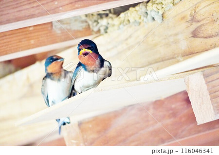 屋外の木の板の上で鳴き声を上げるツバメのアップ 116046341