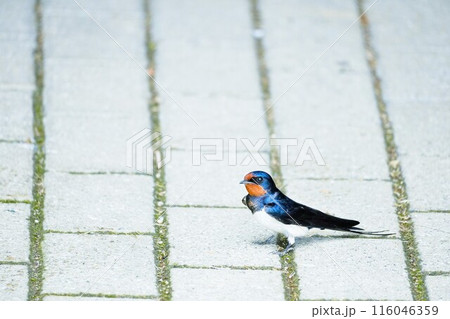 石畳の上に立つ一羽の可愛らしいツバメ、野鳥 石畳の上に立つ一羽の可愛らしいツバメ、野鳥 116046359